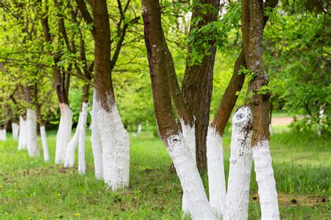 Why Paint Tree Trunks White: A Kaleidoscope of Curious Reasons